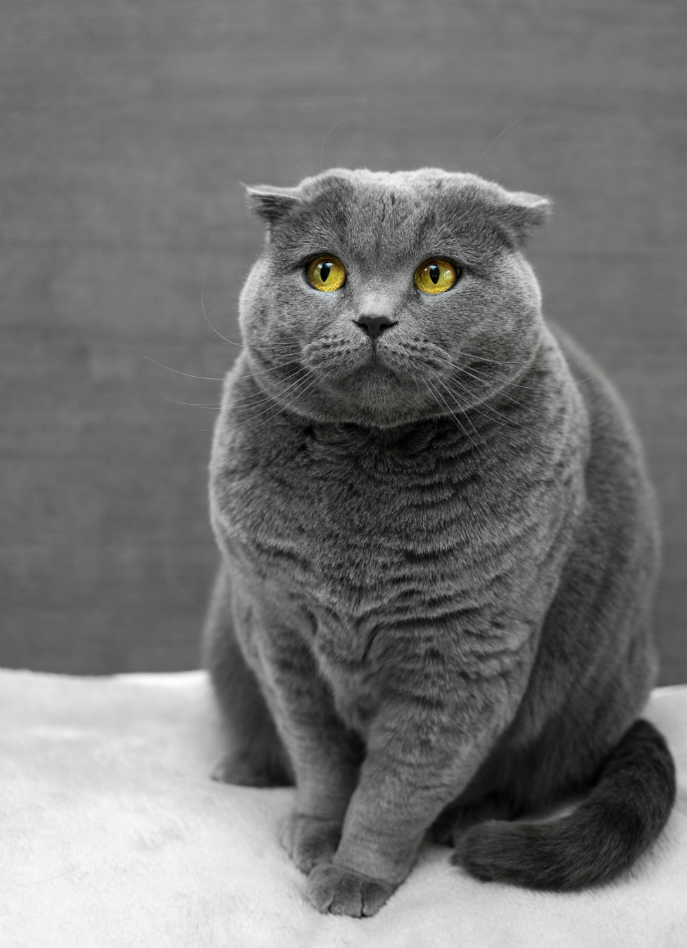 Gatito jugando