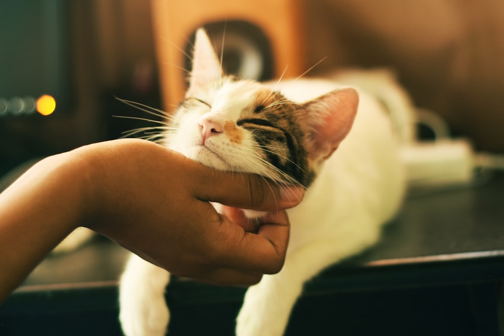 Gato con gafas de sol